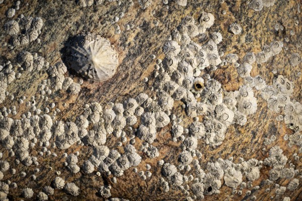 Limpet and barnacles (Patella vulgata, Semibalanus balanoides), rocks by the sea, Otroya or Otrøya