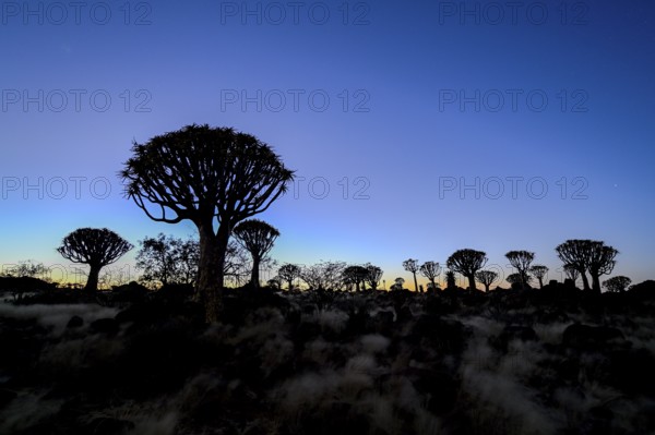Quiver trees (Aloe dichotoma) under the starry sky, quiver tree forest near Keetmanshoop, Karas