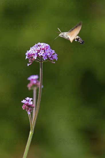 Butterfly, pigeon tail (Macroglossum stellatarum), also known as hummingbird butterfly or