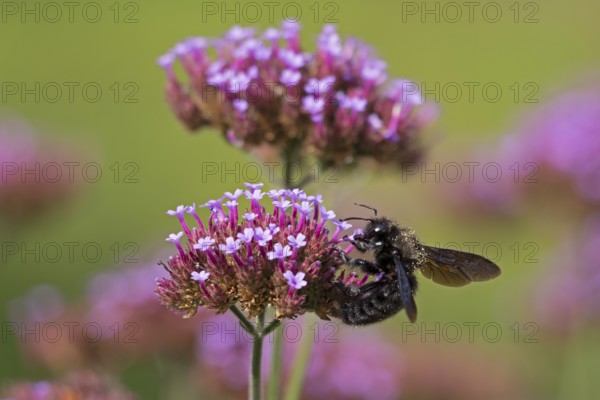 Wood bee (Xylocopa), Purpletop vervain (Verbena bonariensis), Burgstemmen, Nordstemmen, Lower