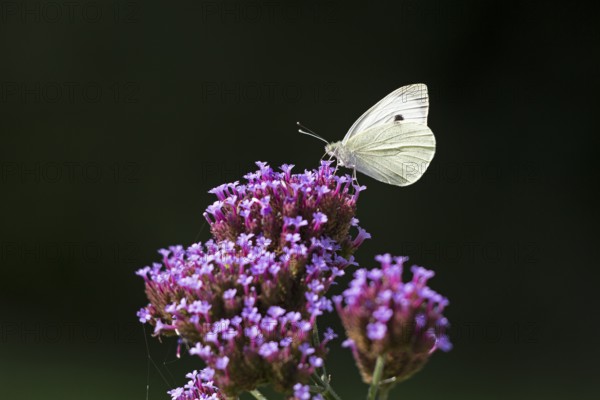 Butterfly, Cabbage butterfly (Pieris brassicae), Purpletop vervain (Verbena bonariensis),