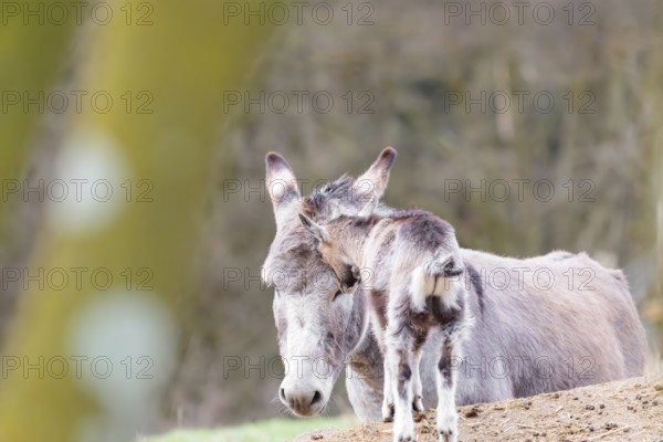 Friendship without borders. A domestic donkey (Equus asinus) and a Tauernschecke goat (Capra