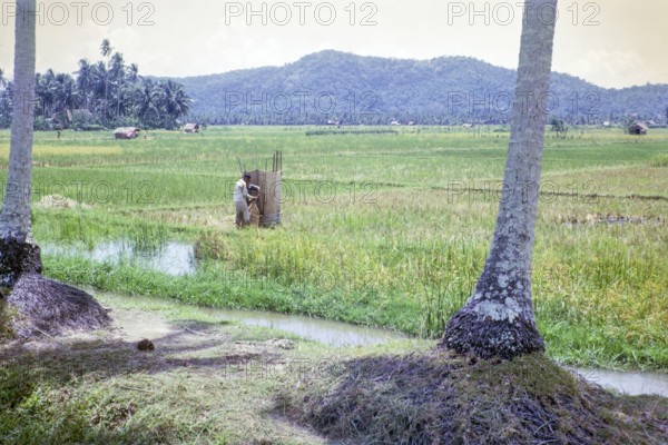 Rice cultivation paddy fields rural farming agriculture countryside area, Penang, Penang Island,