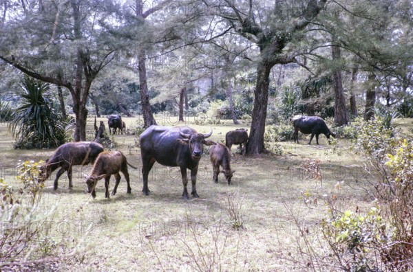 Water buffalo grazing behind beach East coast, Rompin, Pahang, Malaya, Malaysia, south east Asia