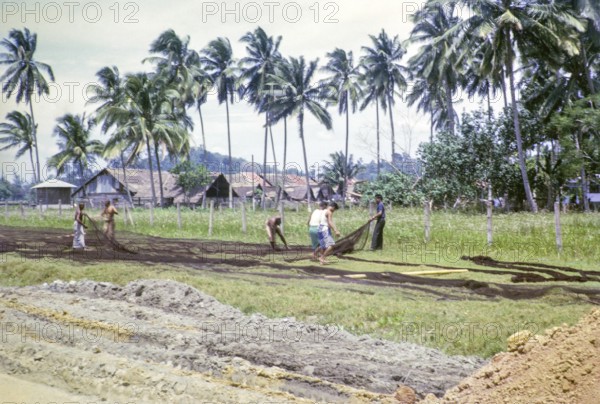 Men laying out fishing nets in field outside village, Mersing, Johor, Malaya, Malaysia, south east