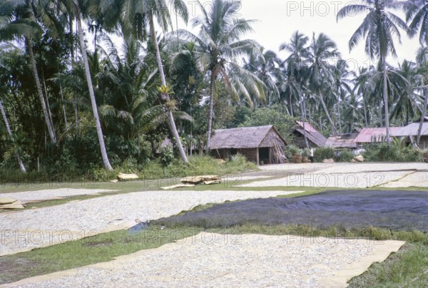 Fish drying on mats also fish nets drying, East Coast village, Mersing, Johor, Malaya, Malaysia,