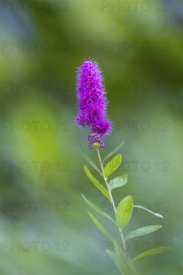 Willow-leaved spirea shrub (Spira salicifolia), rose family (Rosaceae), Moosbachtal, Dahn, Dahner