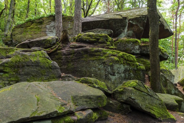 Boulders in the forest, red sandstone, sea of rocks, Kalmit, Maikammer, Pfläzerwald,