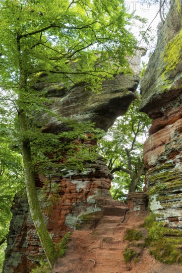 Old castle rock, sandstone rock, beech (Fagus), beech family (Fagaceae), Eppenbrunn, Pfläzerwald,