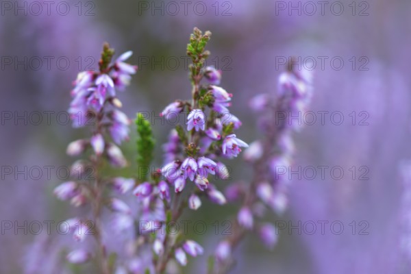 Heather (Erica vulgaris) Heather family (Ericaceae), Mehlinger Heide, Pfläzerwald,