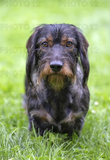 Rough-haired dachshund (Canis lupus familiaris) male, 4 years old, alert, on a meadow, Stuttgart,