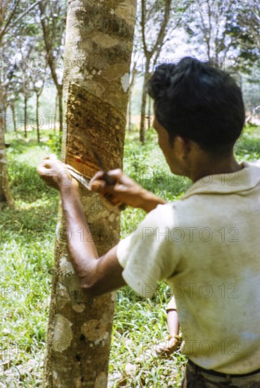 Male rubber tapper stripping off dried latex from rubber tree, Johor Bahru, Malaysia, south east
