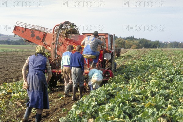 Beet harvest of a small farmer in the 1980s, Franconia Bavaria, Germany