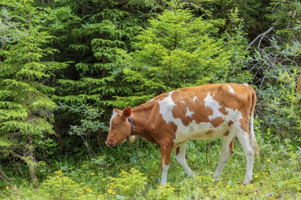 Holstein-Friesian cattle grazing on a mountain pasture in steep terrain. Eng Valley, Austria