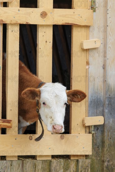 A Holstein-Friesian calf sticks its head through a wooden fence in the barn wall and looks out. Eng
