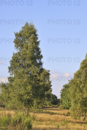 Heath landscape with heather (Calluna vulgaris) and birch trees and blue sky, Trupacher Heide