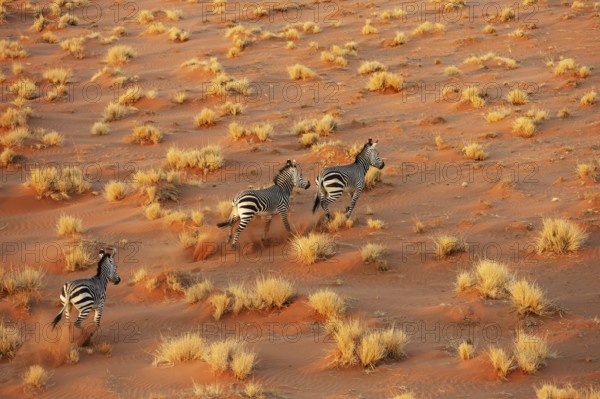 Hartmann's Mountain Zebra (Equus zebra hartmannae). At a sandy plain in the Namib Desert. Aerial