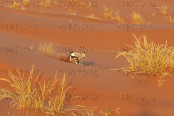 Gemsbok (Oryx gazella). Roaming the dunes of the Namib Desert. Aerial view from a helicopter.