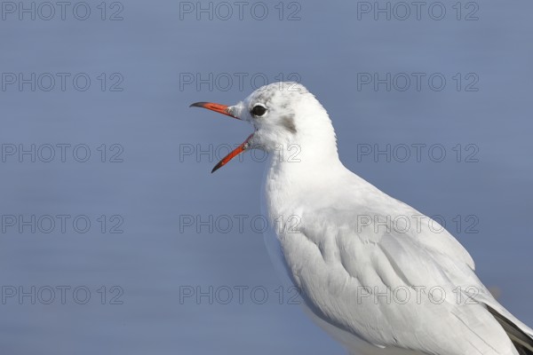 Black-headed gull (Chroicocephalus ridibundus), stands calling on a wall on the lakeshore,