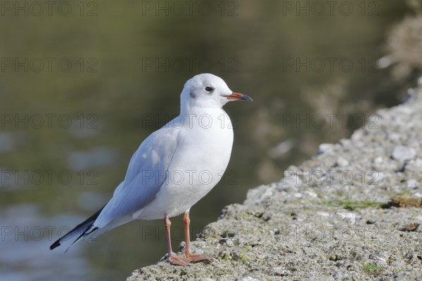 Black-headed gull (Chroicocephalus ridibundus), standing on a wall on the lakeshore, Lake Chiemsee,