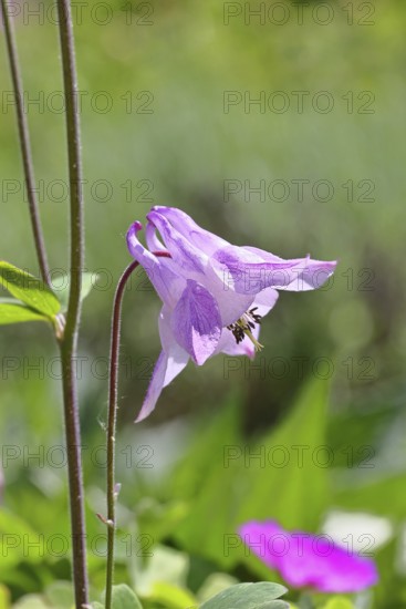 Columbine (Aquilegia vulgaris), pink flower at the edge of a forest, in spring, Wilnsdorf, North