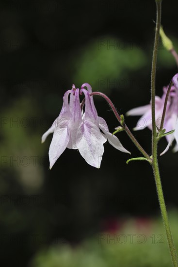 Columbine (Aquilegia vulgaris), white flower at the edge of a forest, in spring, Wilnsdorf, North