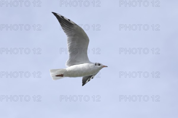 Black-headed Black-headed Gull (Chroicocephalus ridibundus), in flight, Lake Chiemsee, Prien,