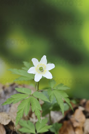 Wood anemone (Anemone nemorosa), flowering in a beech forest, spring, Wilnsdorf, North