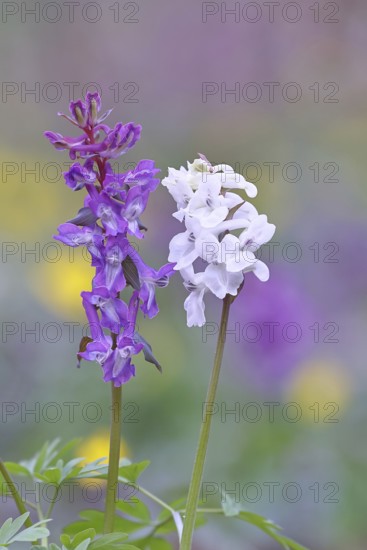 Hollow larkspur (Corydalis cava), inflorescence in a beech forest, Wilnsdorf, North
