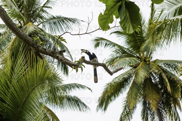 Hornbill and coconut palms, Pearl Beach, Koh Mook, Trang Province, Southern Thailand, Andaman Sea,