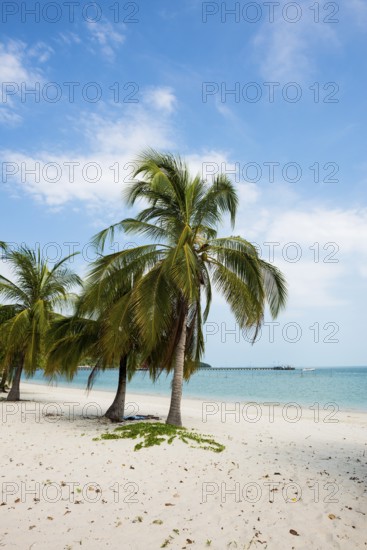 White sandy beach and coconut palms, Pearl Beach, Koh Mook, Trang Province, Southern Thailand,