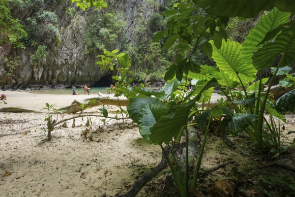 Sandy beach beach with cave in the rainforest, Emerald Cave, Koh Mook, Trang Province, Southern