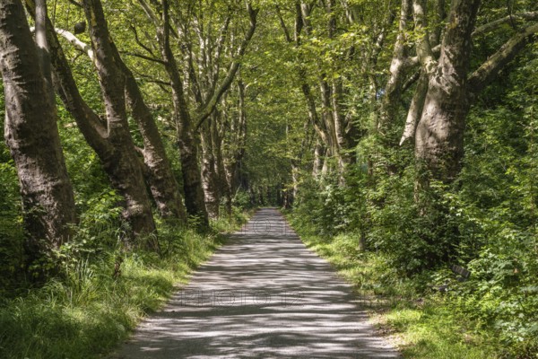 Eine Platanenallee im Hochsommer bei Konstanz, Bodensee, Landkreis Konstanz, Baden-Württemberg,