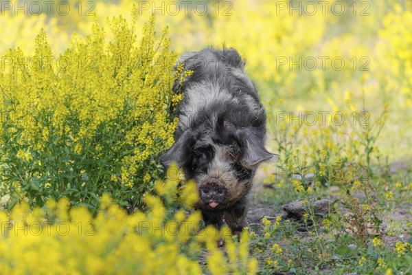 A Kunekune pig (sus scrofa domesticus), a domestic breed from New Zealand walks walks through a