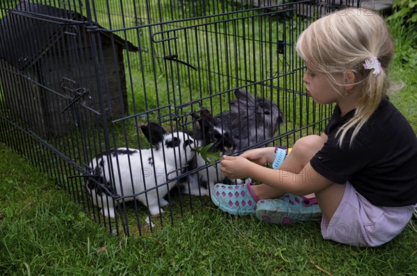 Girl, 4 years, blonde, feeds three rabbits with dandelion, rabbit hutch, animal love, Seeg,