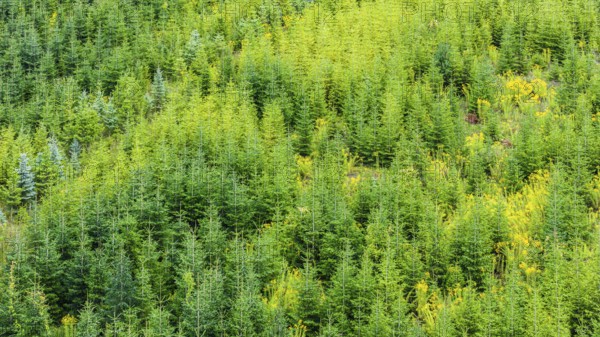 Christmas tree plantation in summer. Christmas trees grow in a coniferous forest for the coming