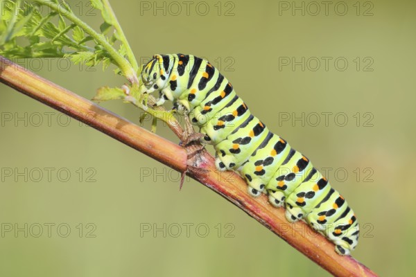 Swallowtail caterpillar (Papilio machaon), caterpillar sitting on Wild carrot (Daucus carota),