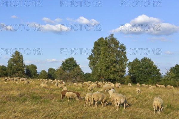 Landscape conservation with sheep and goats in the Truppacher Heide, Trupbacher Heide nature