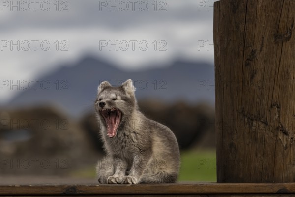 Young Arctic fox (Vulpes lagopus) sitting in front of a house, yawning, wild, sunny, East Fjords,
