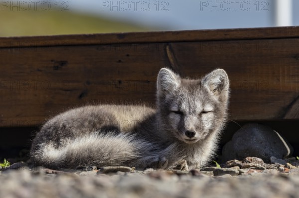 Young arctic fox (Vulpes lagopus) lying in front of a house, dozing, wild, sunny, curious, East