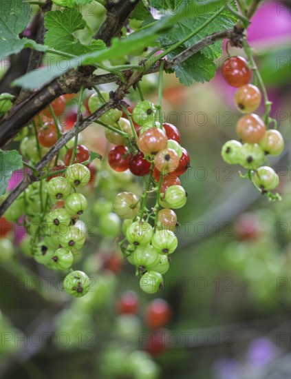 Currant bush (Ribes rubrum) with unripe and ripe berries, Münsterland, North Rhine-Westphalia,
