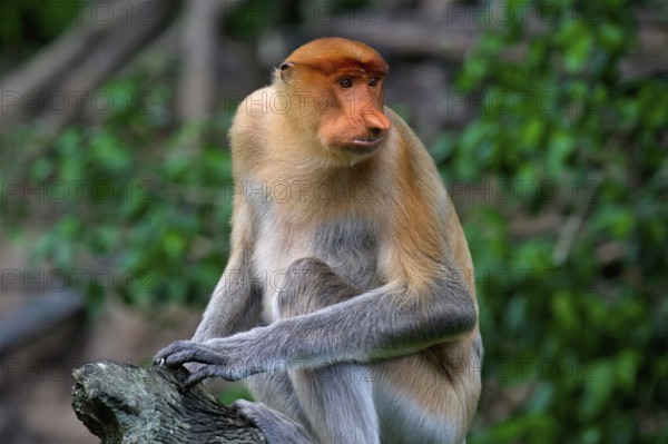 Endemic Proboscis monkey or Long-nosed monkey (Nasalis larvatus), sitting on a branch in the