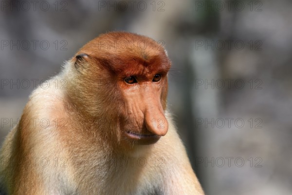Endemic Proboscis monkey or Long-nosed monkey (Nasalis larvatus), Portrait, Borneo, Malaisia