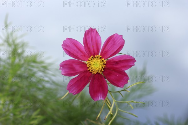 Ornamental basket 'Sensation Mix' (Cosmos bipinnatus), fifteen weeks after sowing, North