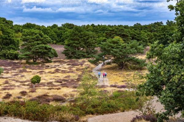 Westruper Heide, in the Hohe Mark Westmünsterland nature park Park, near Haltern am See, heather