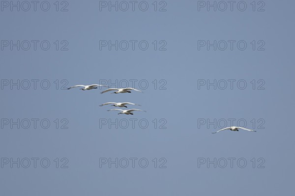 Eurasian spoonbill (Platalea leucorodia) five adult bird flying in a blue sky, England, United