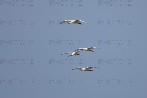 Eurasian spoonbill (Platalea leucorodia) four adult bird flying in a blue sky, England, United