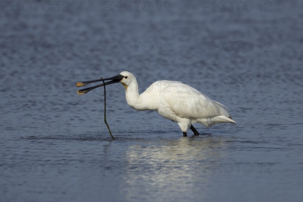 Eurasian spoonbill (Platalea leucorodia) adult bird in a shallow lagoon with a stick in its beak,
