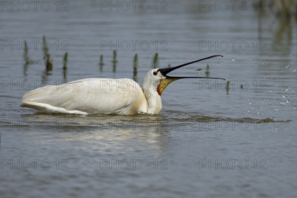 Eurasian spoonbill (Platalea leucorodia) adult bird feeding on a fish in a shallow lagoon, England,