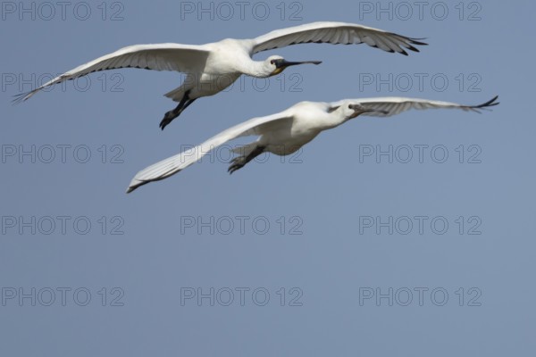 Eurasian spoonbill (Platalea leucorodia) two adult birds flying in a blue sky, England, United